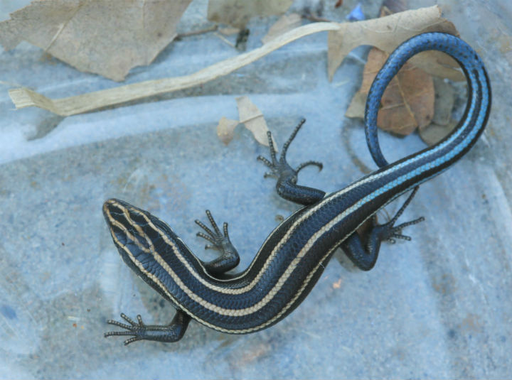 Five-lined Skink